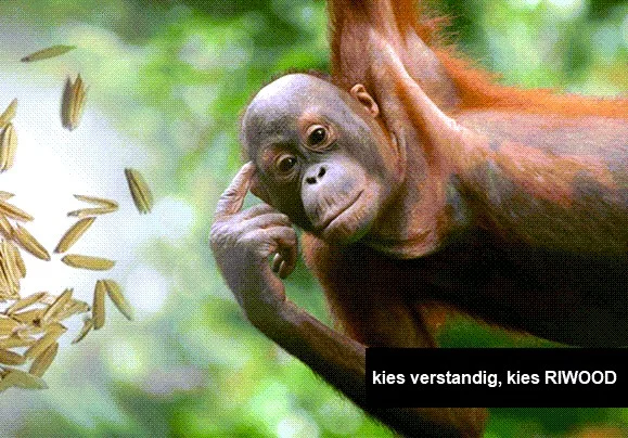 De echt duurzame alternatieven voor hout